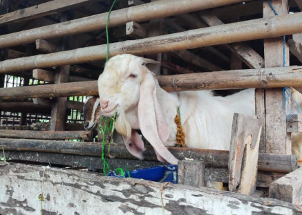 kambing-di-depok-dijagal-misterius