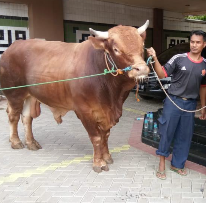 cara-memotong-sapi-kurban-yang-benar