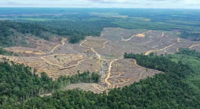 Deforestasi Picu Banjir Mematikan di Sumatra