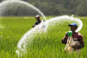 Pemerintah Naikkan Subsidi Pupuk Untuk Sejahtera Petani